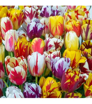 Tulipani Rembrandt in...