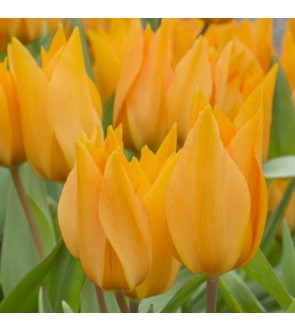 Tulipano selvatico Praestans Shogun