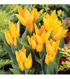 Tulipano selvatico...