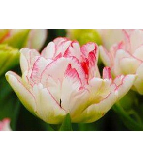 Tulipano doppio Cartouche