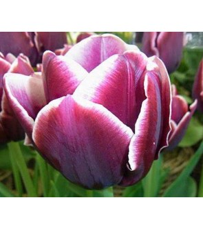 Tulipano stelo lungo...
