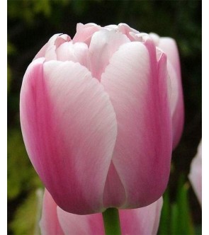 Tulipano stelo lungo Ollioules
