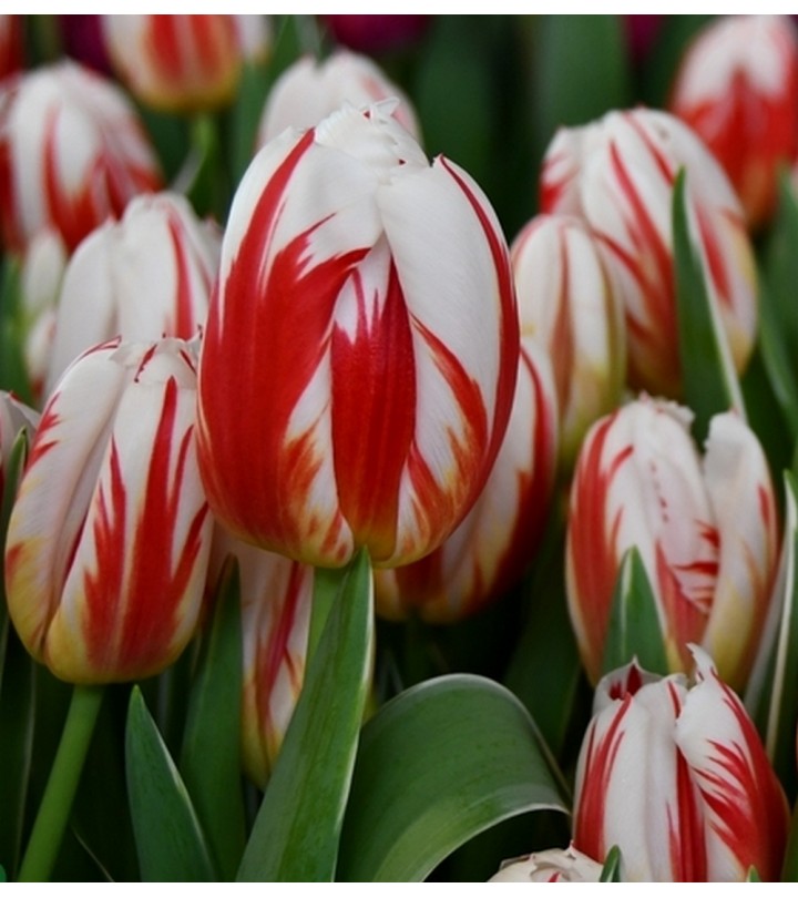 Fiori Da Giardino A Stelo Lungo