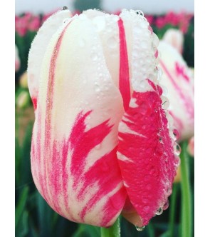 Tulipano stelo lungo Sorbet