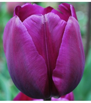Tulipano stelo lungo Negrita