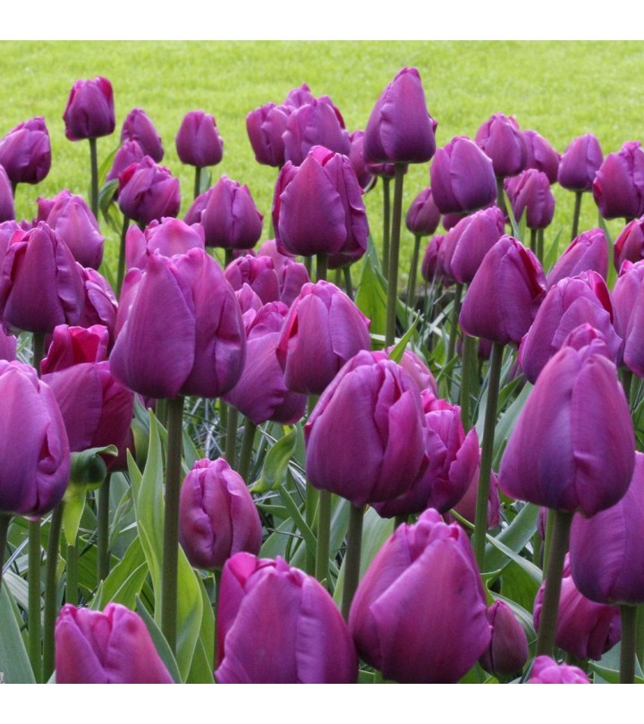 Fiori Da Giardino A Stelo Lungo