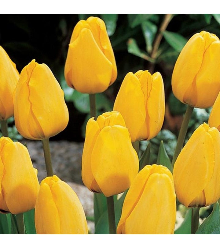 Fiori Da Giardino A Stelo Lungo