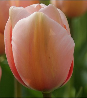 Tulipano stelo lungo Salmon...