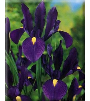 Iris Hollandica Purple...