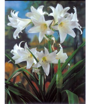 Crinum Powellii alba