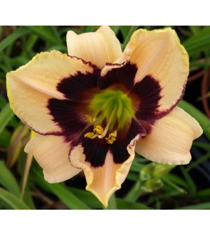 Hemerocallis Blueberry...