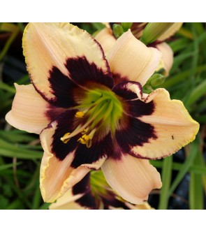 Hemerocallis Blueberry Candy IN VASO NOVITA'