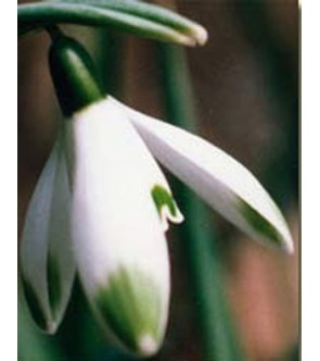 Galanthus nivalis Viridi apice