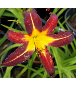 Hemerocallis Morocco Red IN...