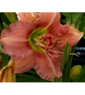 Hemerocallis Rose Corsage IN VASO NOVITA'