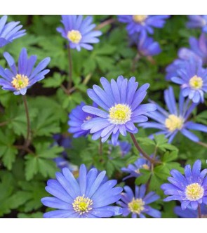 Anemone Blanda Blue Shades