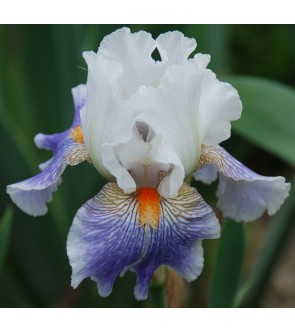 Iris germanica American...