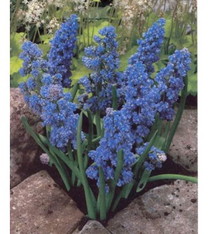 Muscari armeniacum Blue Spike