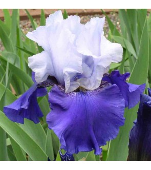 Iris germanica rifiorente Best Bet