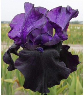 Iris germanica Black Dragon