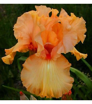 Iris germanica China Dragon