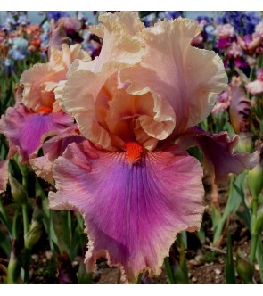 Iris germanica rifiorente Colette Thurillet
