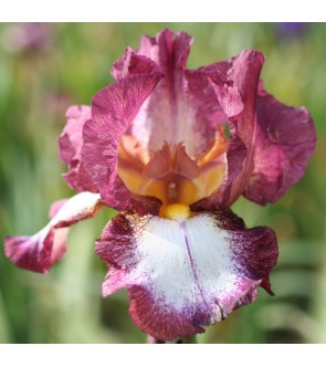 Iris germanica rifiorente...