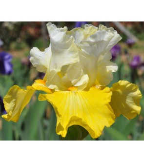 Iris germanica Echo de France