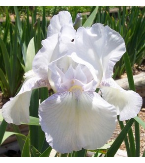 Iris germanica rifiorente English Cottage