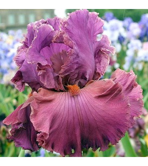 Iris germanica Fashionably...