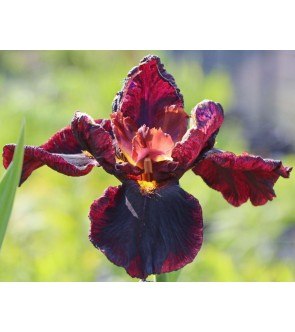 Iris germanica Man from Rio