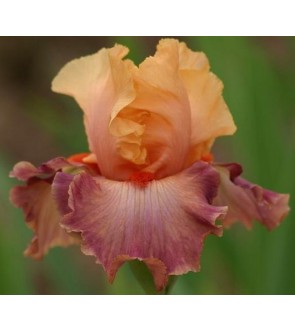 Iris germanica rifiorente Rio