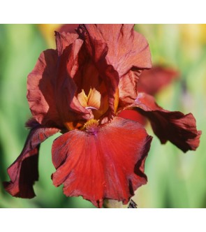 Iris germanica Samurai Warrior