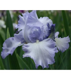 Iris germanica profumato...