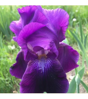 Iris germanica rifiorente...
