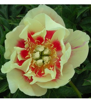 Peonia itoh Garden Treasure