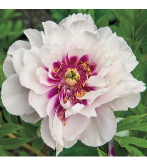 Peonia itoh Cora Louise