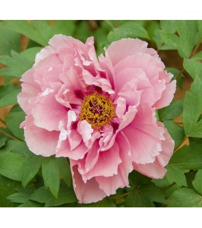 Peonia itoh First Arrival