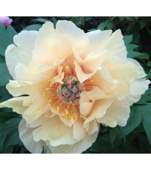 Peonia itoh Garden Treasure