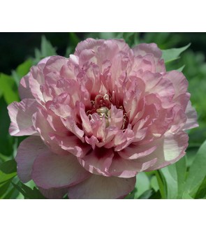 Peonia itoh Hillary