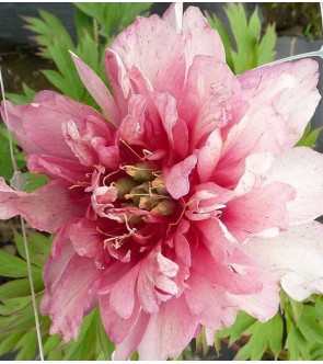 Peonia itoh Old Rose Dandy