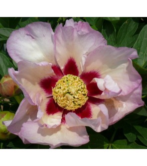 Peonia itoh Pastel Splendor