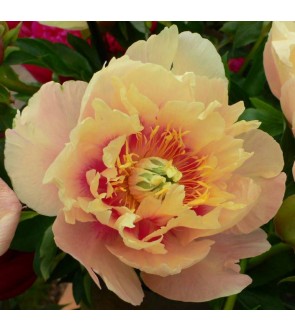 Peonia itoh Prairie Charm