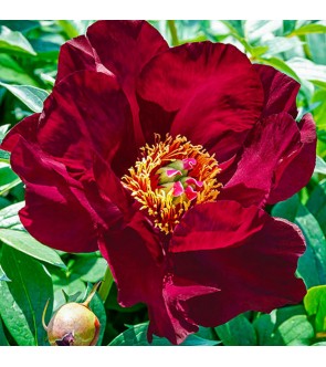 Peonia itoh Scarlet Heaven