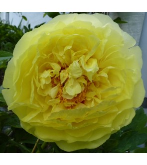 Peonia itoh Yellow Crown