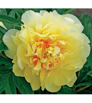 Paeonia itoh Bartzella