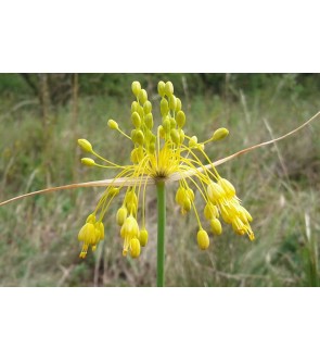 Allium flavum