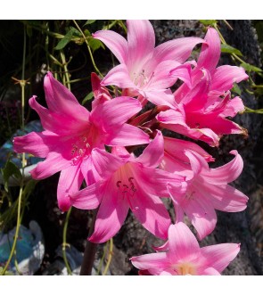 Amaryllis Belladonna Rosa