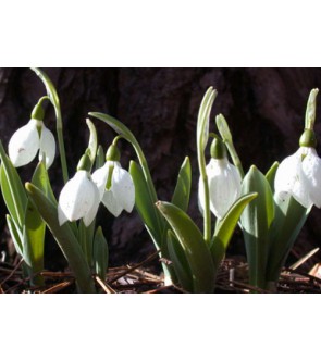 Galanthus Elwesii