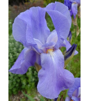 Iris pallida blù